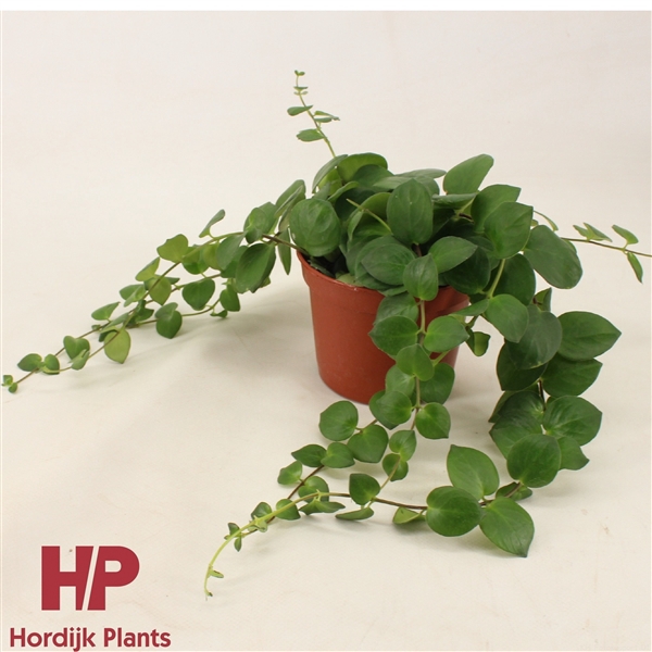 <h4>12cm pot - Aeschynanthus Pink Polka Groen</h4>