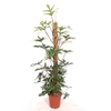 Philodendron pedatum