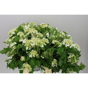 Viburnum White Star