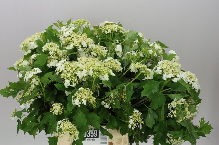 <h4>Viburnum White Star</h4>