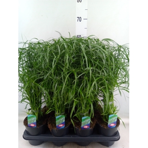Cyperus alternifolius