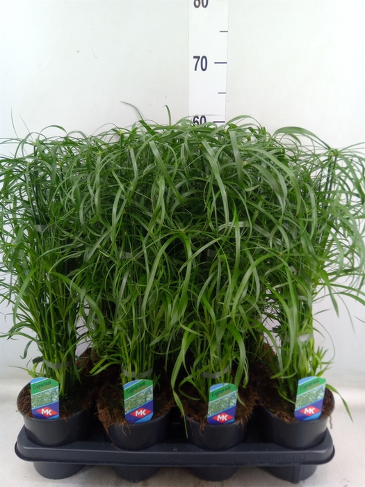 <h4>Cyperus alternifolius</h4>