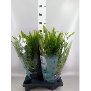 Nephrolepis exal. 'Green Lady'