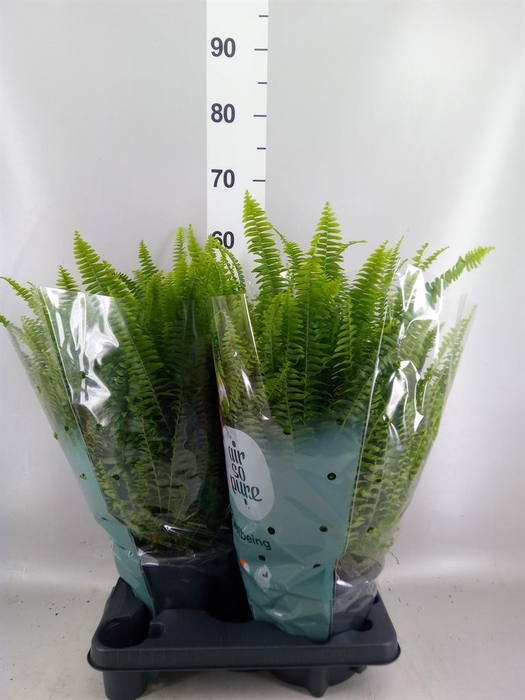 <h4>Nephrolepis exal. 'Green Lady'</h4>