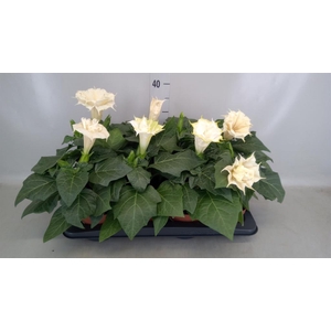Datura   ...