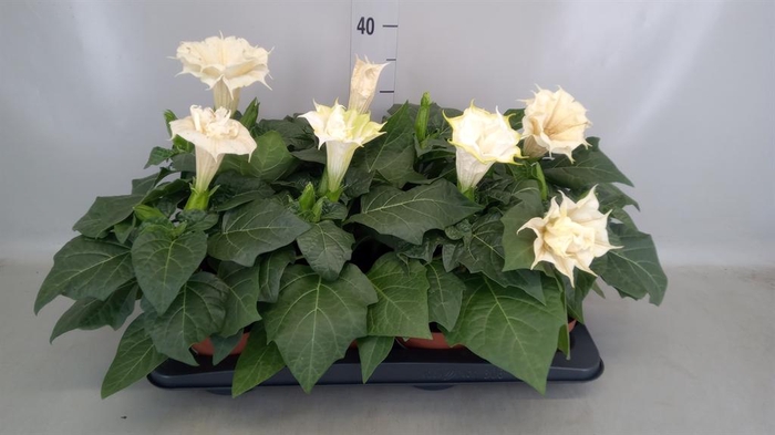 <h4>Datura   ...</h4>