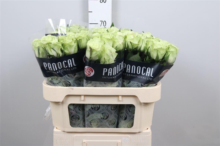 <h4>R Gr Noelle!</h4>