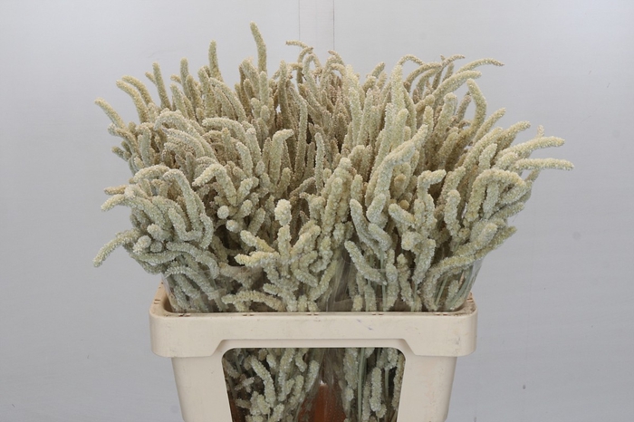 <h4>Amaranthus Yearming Desert</h4>