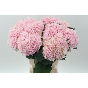 Hydr M My Pinktou Rz