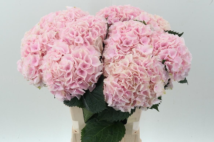 <h4>Hydr M My Pinktou Rz</h4>