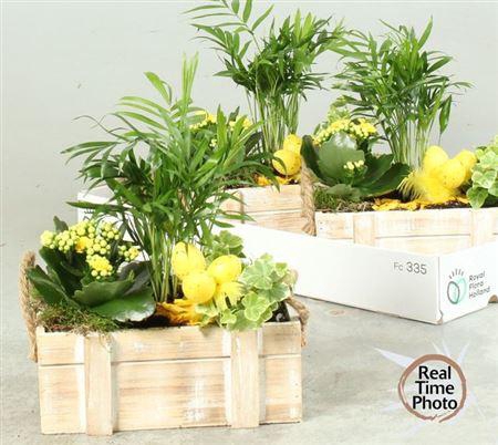 <h4>Arr Kamerpl</h4>