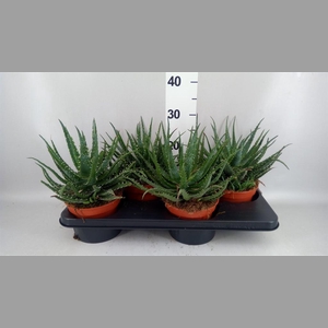 Aloe arborescens 'Bora'