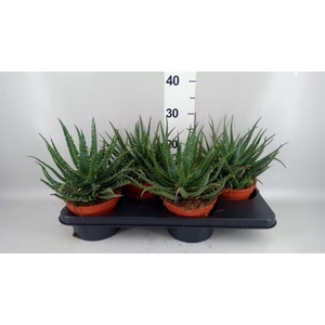 Aloe arborescens 'Bora'