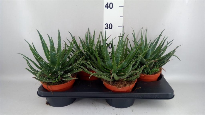 <h4>Aloe arborescens 'Bora'</h4>
