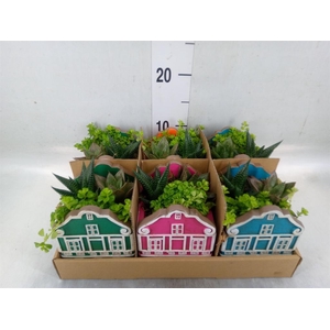 Arr.   Kamerplant Groen L%