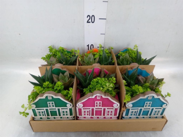 <h4>Arr.   Kamerplant Groen L%</h4>