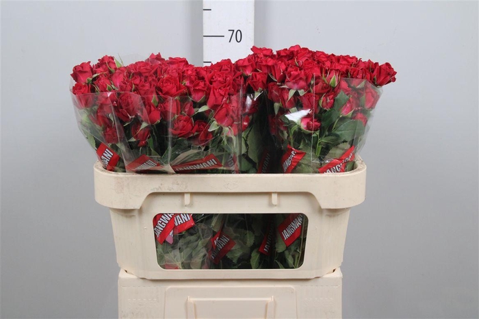 <h4>R Tr Dominica</h4>