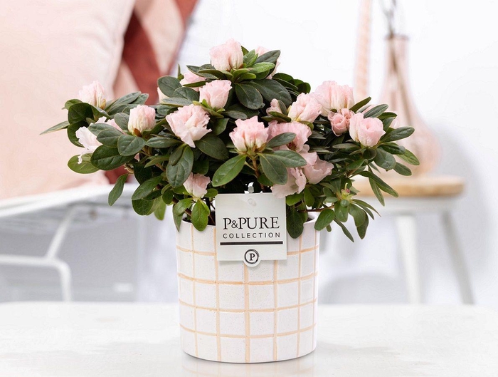 <h4>1st class Azalea pink in P&PURE Tirza ceramics</h4>