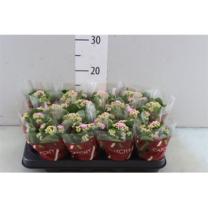 Kalanchoe Double Pink