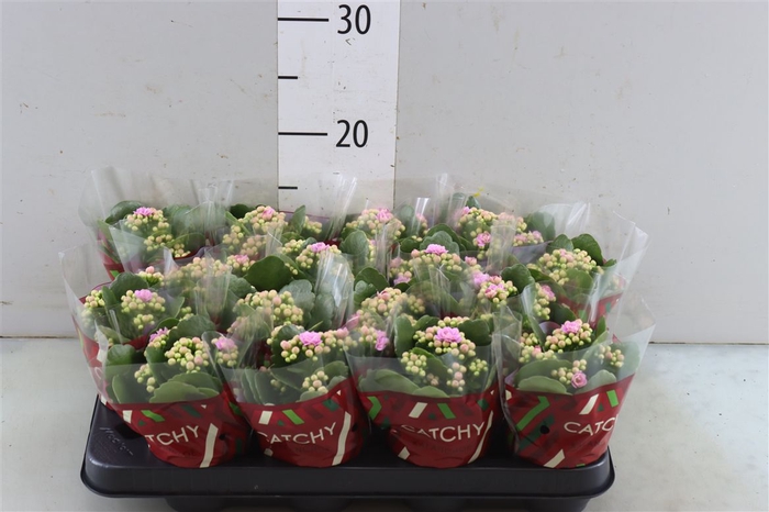 <h4>Kalanchoe Double Pink</h4>