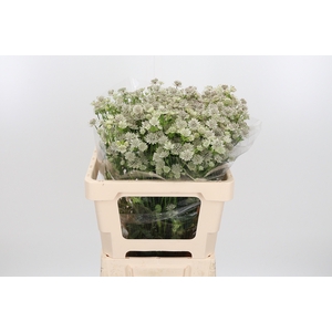 Astrantia Wit Billion Stars