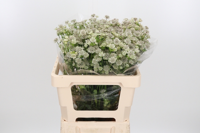 <h4>Astrantia Wit Billion Stars</h4>