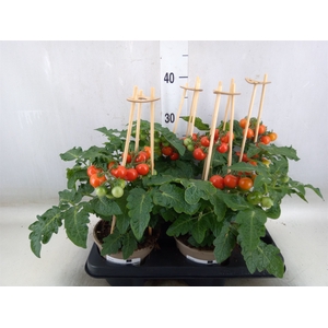 Solanum lycopersicum   ...