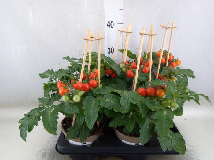 <h4>Solanum lycopersicum   ...</h4>