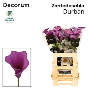 ZANT DURBAN
