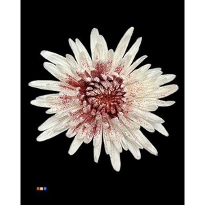 Chr G Anastasia Sparkling Red