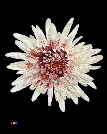 <h4>Chr G Anastasia Sparkling Red</h4>