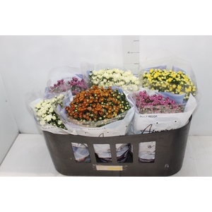 CRISANTEMO BOLA BELGA P15