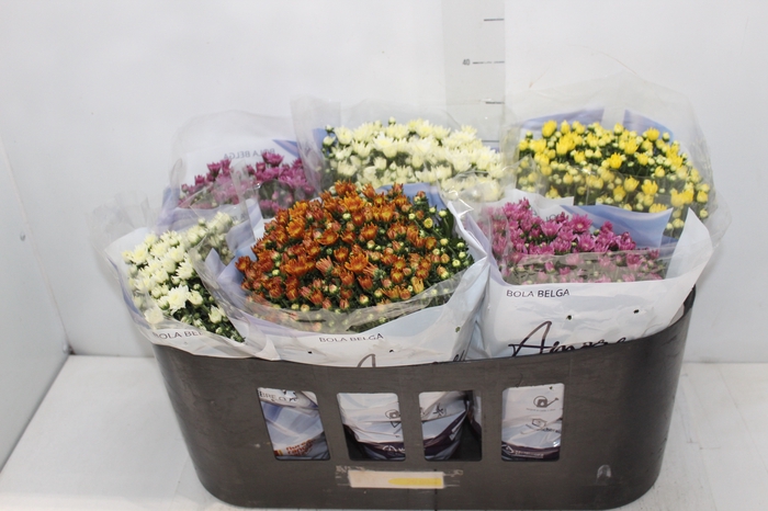 CRISANTEMO BOLA BELGA P15