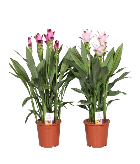<h4>Curcuma   ...mix</h4>