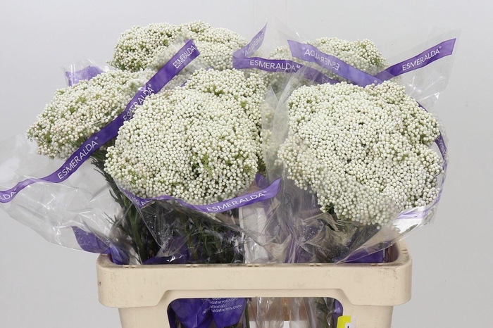 Ozothamnus  'Cooks Snow White'