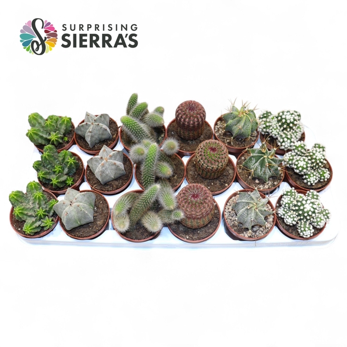 <h4>CACTUS GEM</h4>