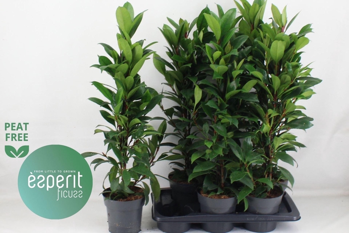 <h4>Ficus over. cyathistipula Compacta</h4>