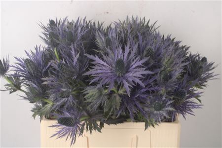 <h4>Eryngium A Don Stone</h4>