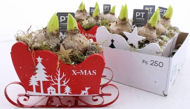 <h4>ARR HYACINTH</h4>