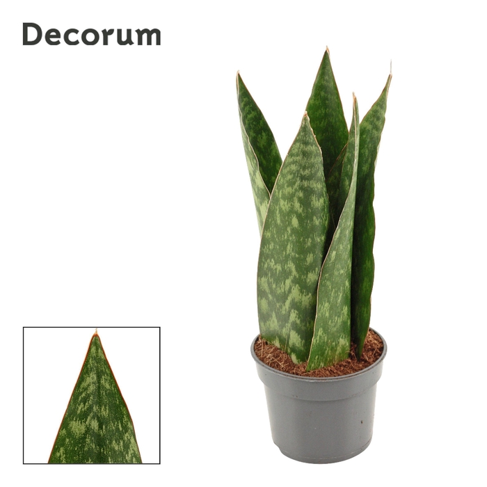 <h4>Sansevieria Jamaiquina Queen 9 cm (Decorum)</h4>