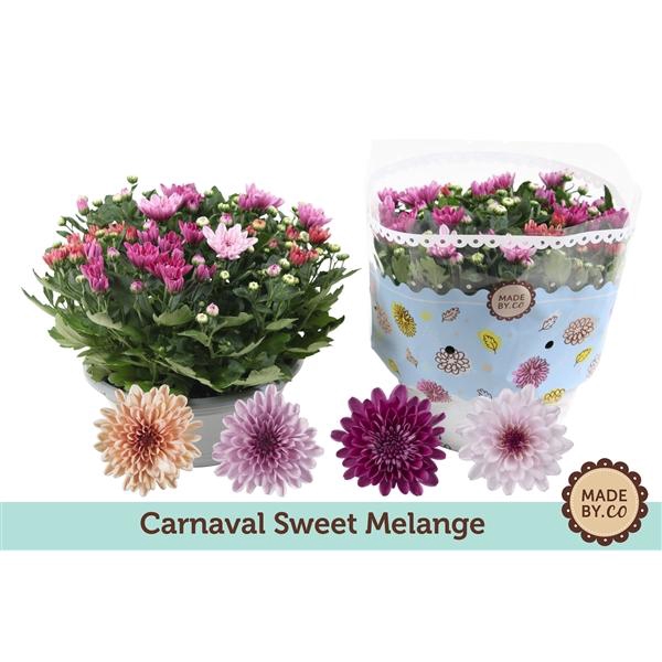 <h4>Chrysanthemum Indicum Grp Mount Aubisque gemengd in pot</h4>