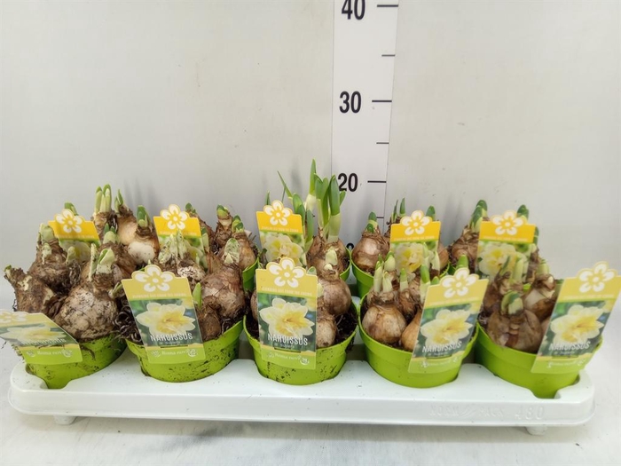 <h4>Narcissus   ...</h4>