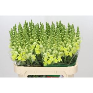ANTIR OPUS YELLOW ANTIRRHINUM OPUS