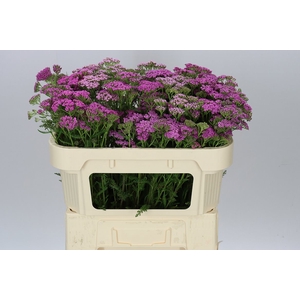 Achillea Deep Purple