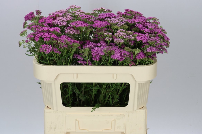 <h4>Achillea Deep Purple</h4>