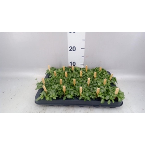 Fittonia verschaf.