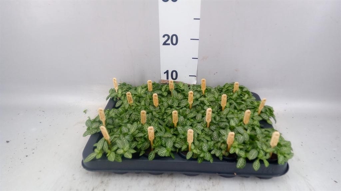 <h4>Fittonia verschaf.</h4>