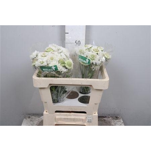 Scab At F White Scoop