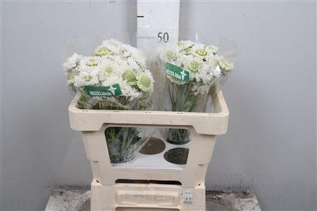 <h4>Scab At F White Scoop</h4>