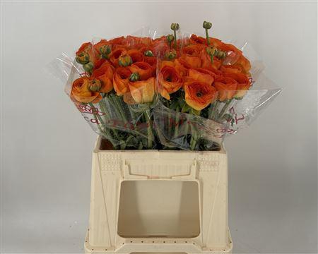 <h4>Ran Suc 1st Lambada</h4>